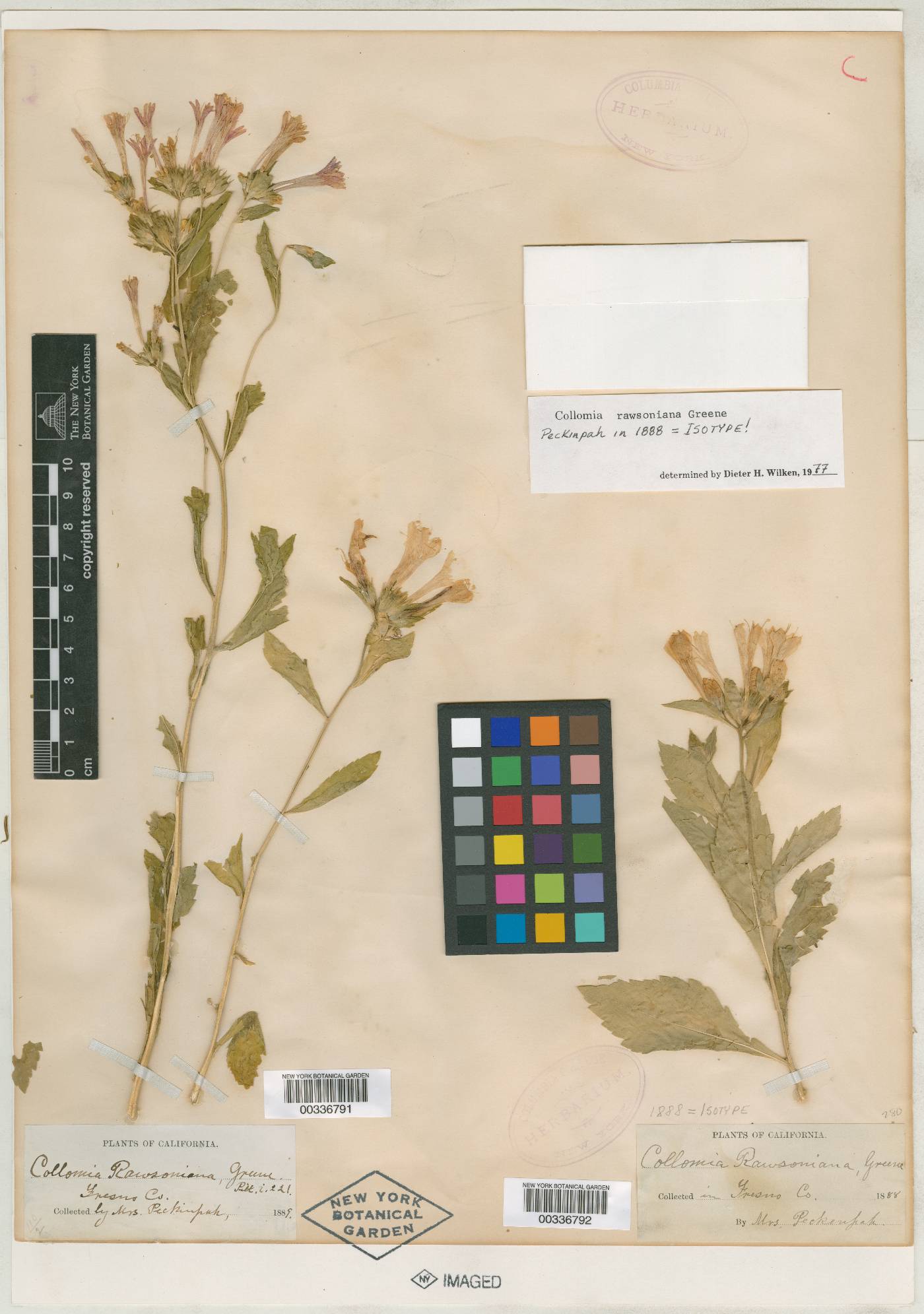 Collomia rawsoniana image