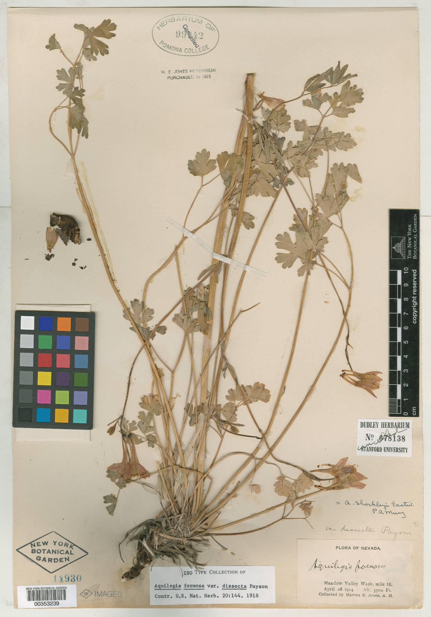 Aquilegia shockleyi image