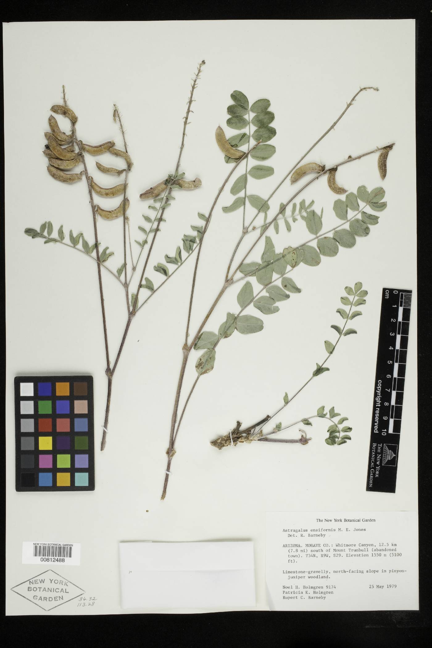 Astragalus ensiformis var. ensiformis image