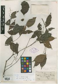 Crossopetalum macrocarpum image