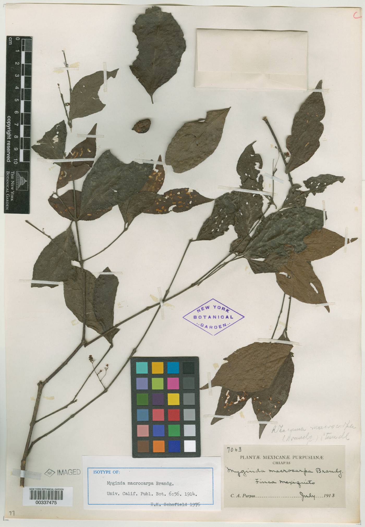 Crossopetalum macrocarpum image