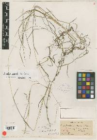 Digitaria distans image