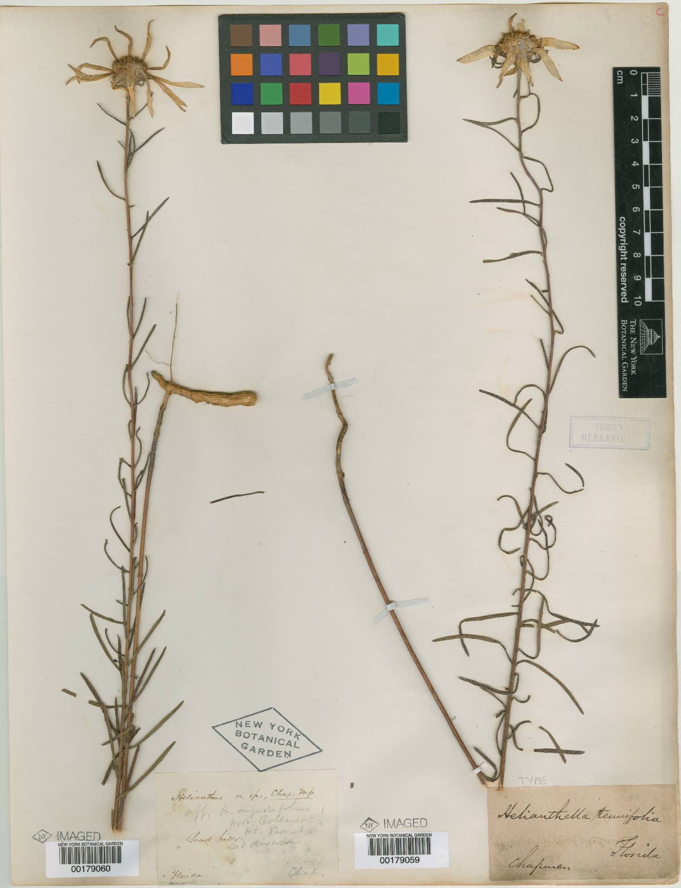 Helianthella tenuifolia image