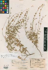 Salvia lyciodes image