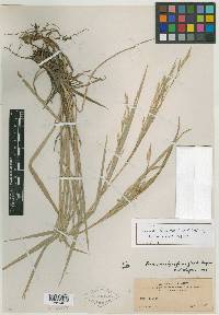 Bromus lanatipes image