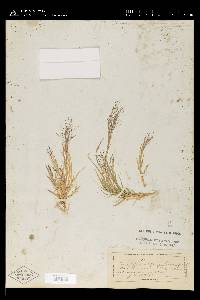 Muhlenbergia asperifolia image