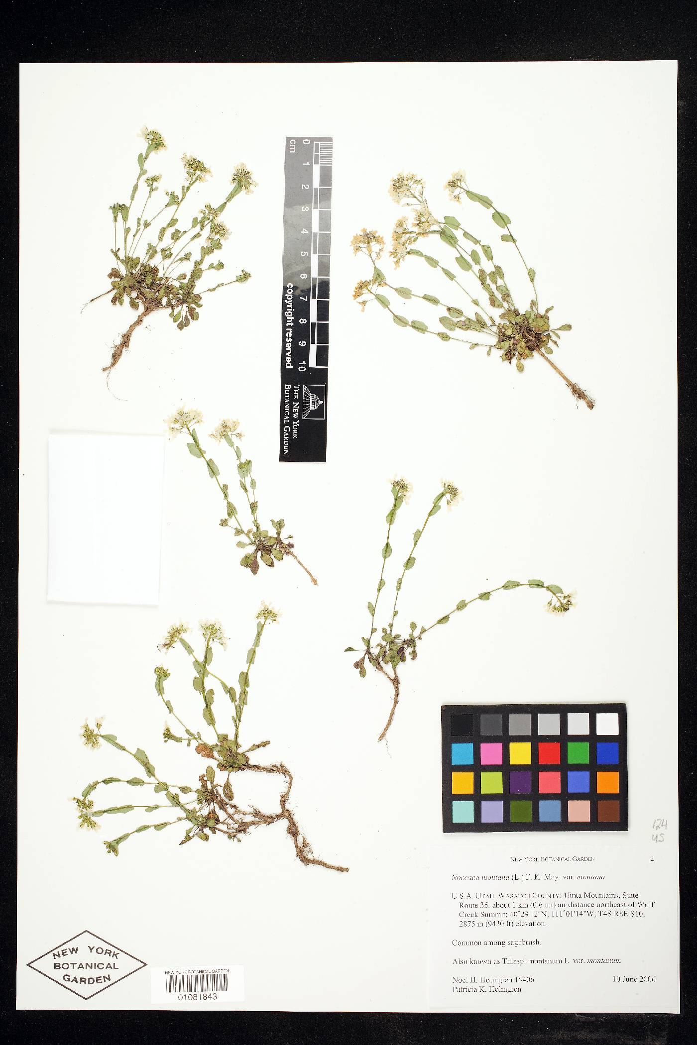 Noccaea montana var. montana image