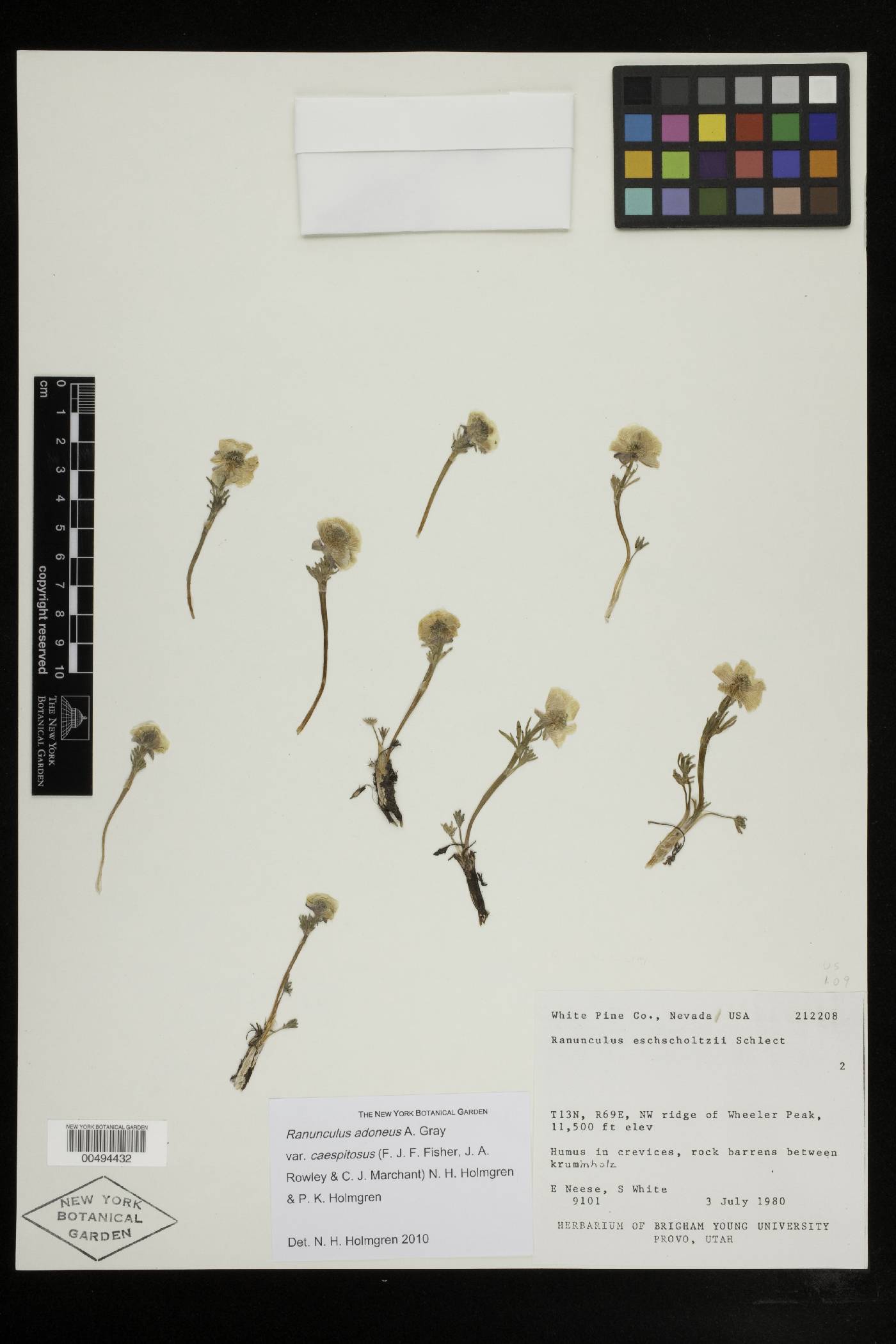 Ranunculus adoneus var. caespitosus image