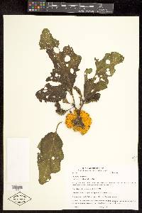 Solanum aethiopicum image