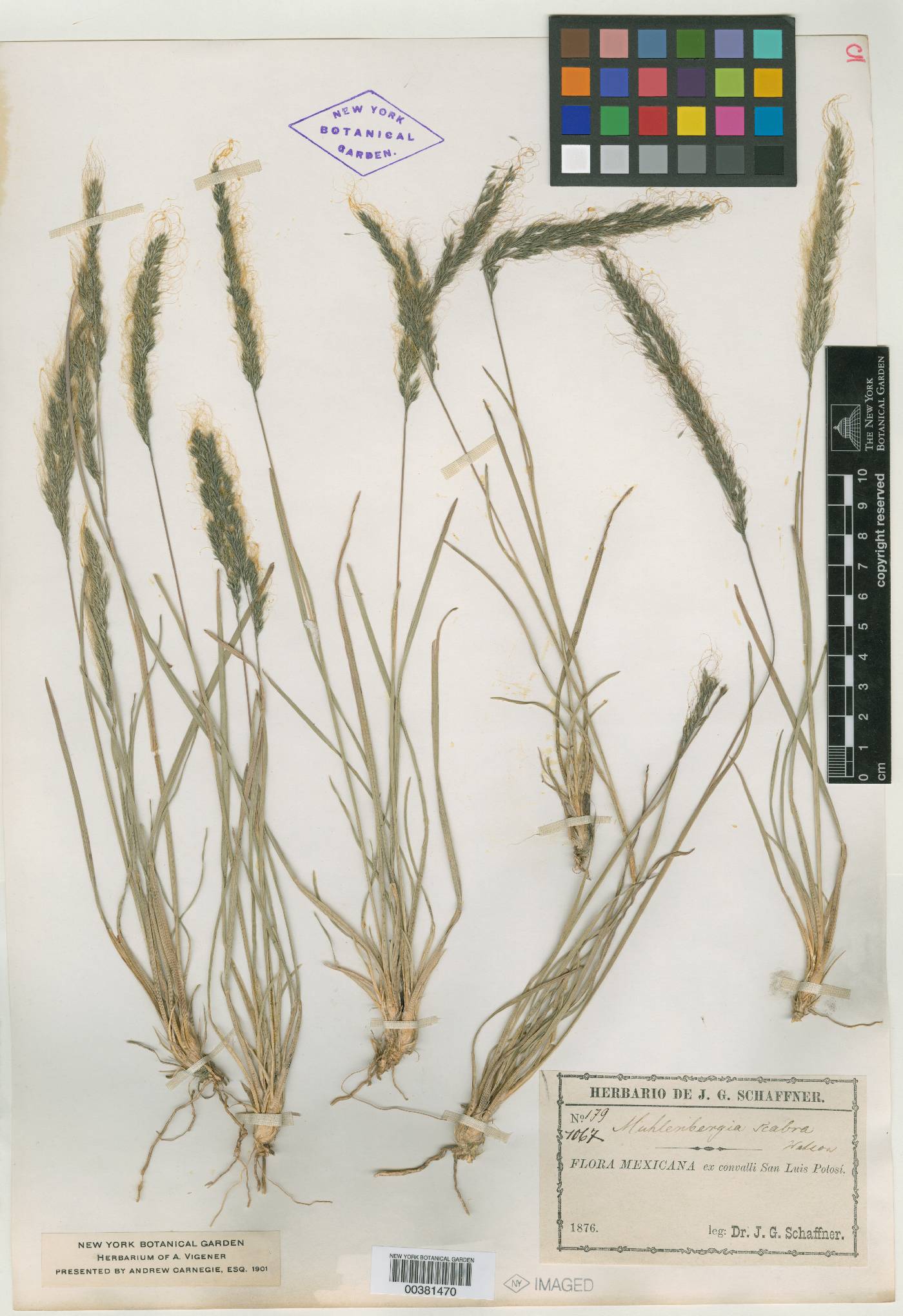 Muhlenbergia scabra image