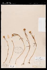 Symphyotrichum tenuifolium image