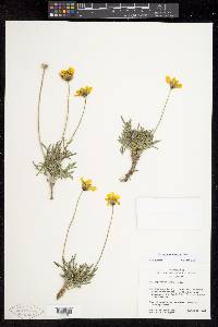 Thelesperma subnudum var. subnudum image