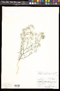 Eriastrum sparsiflorum image