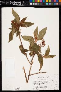 Miconia lacera image