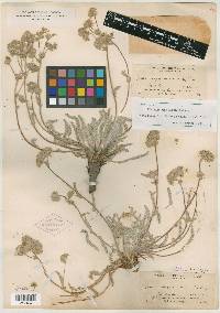 Horkelia argyrocoma image