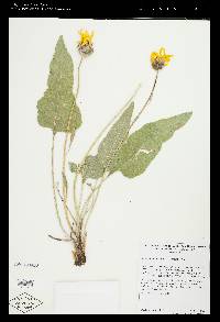 Balsamorhiza sagittata image