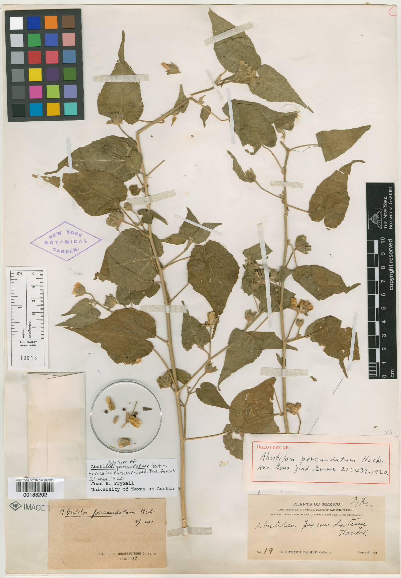 Abutilon percaudatum image