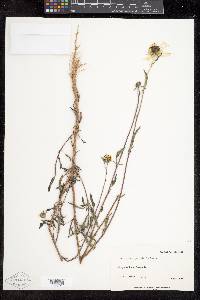 Helianthus petiolaris subsp. fallax image