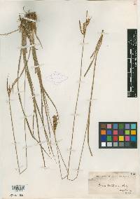 Carex whitneyi image