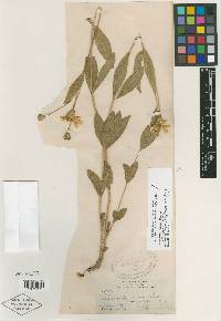 Lasianthaea palmeri image