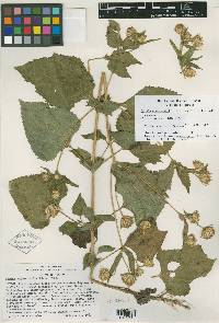 Simsia cronquistii image