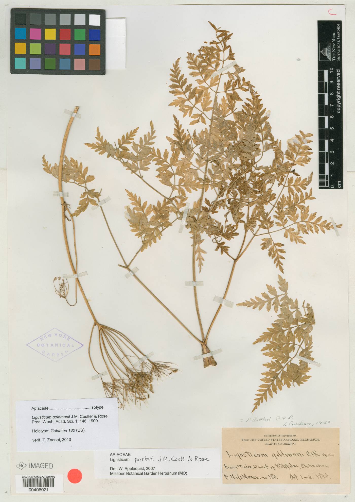 Ligusticum goldmani image