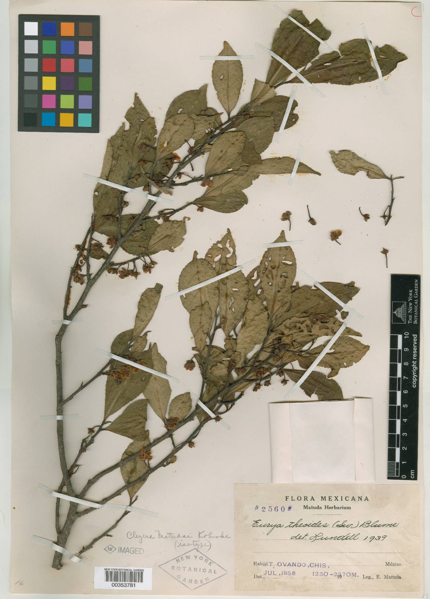 Cleyera theaeoides image