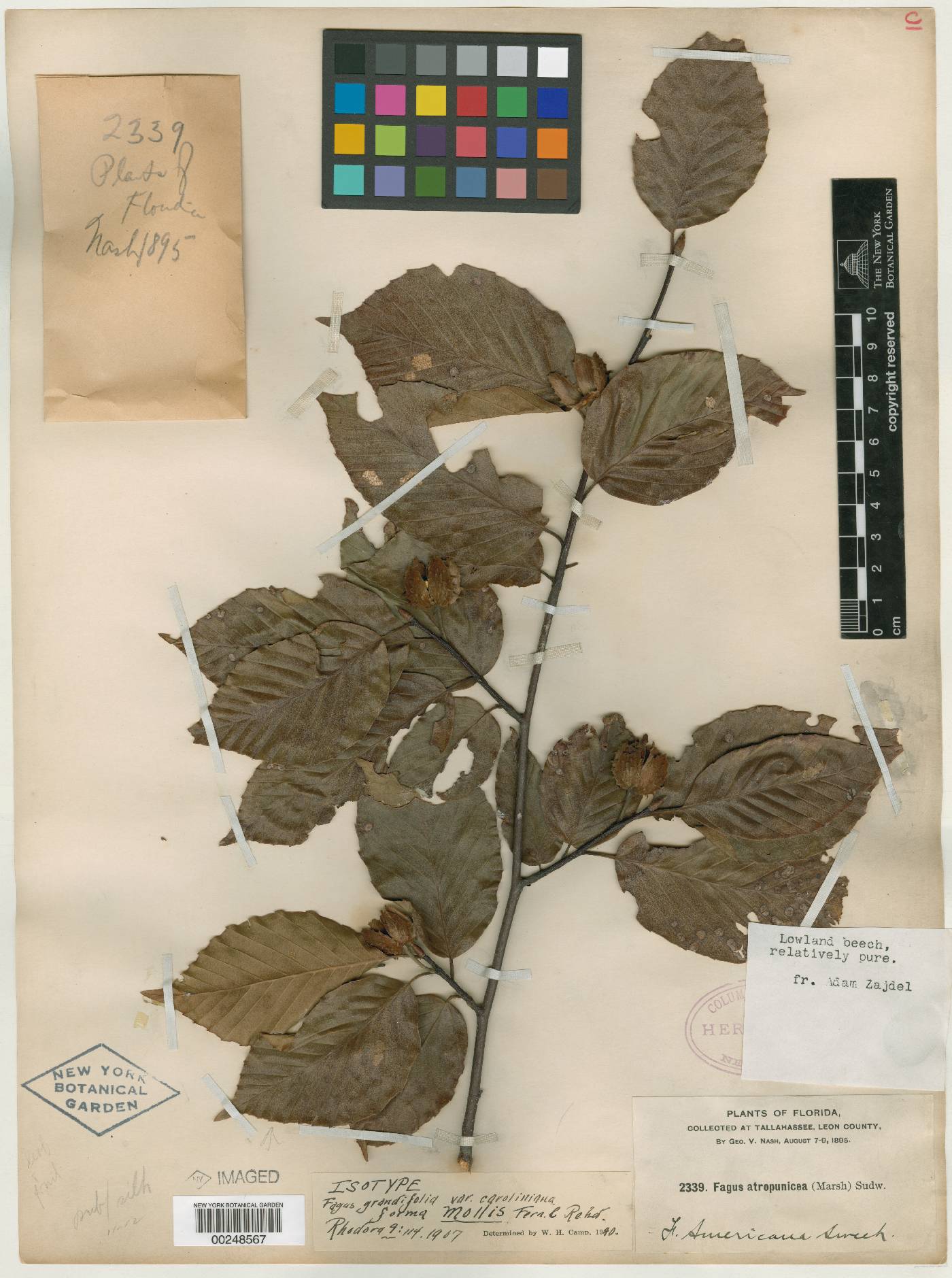 Fagus grandifolia subsp. grandifolia image