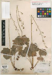 Heuchera utahensis image