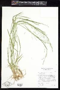 Festuca subverticillata image