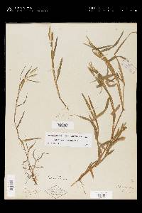 Paspalum dissectum image