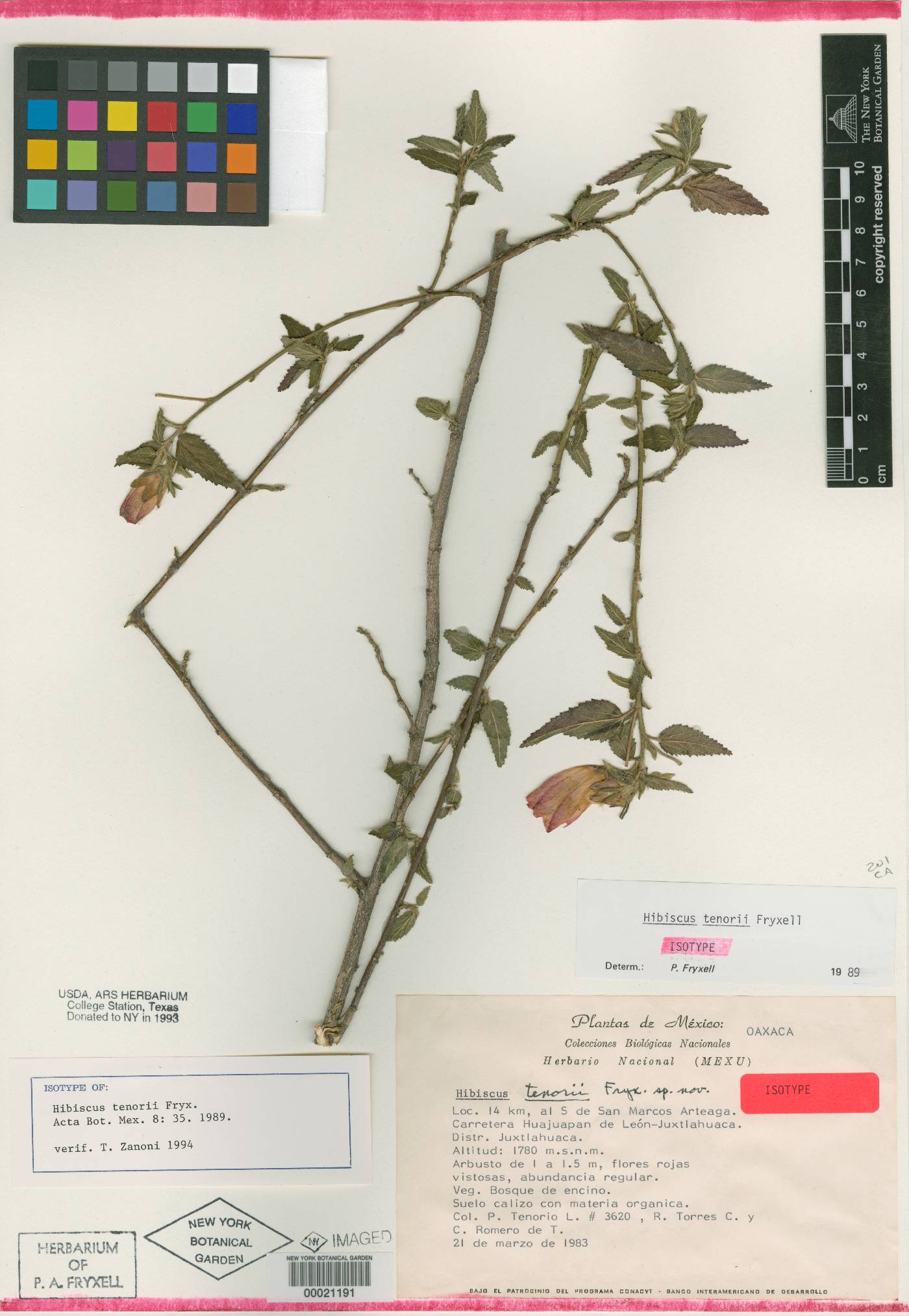 Hibiscus tenorii image