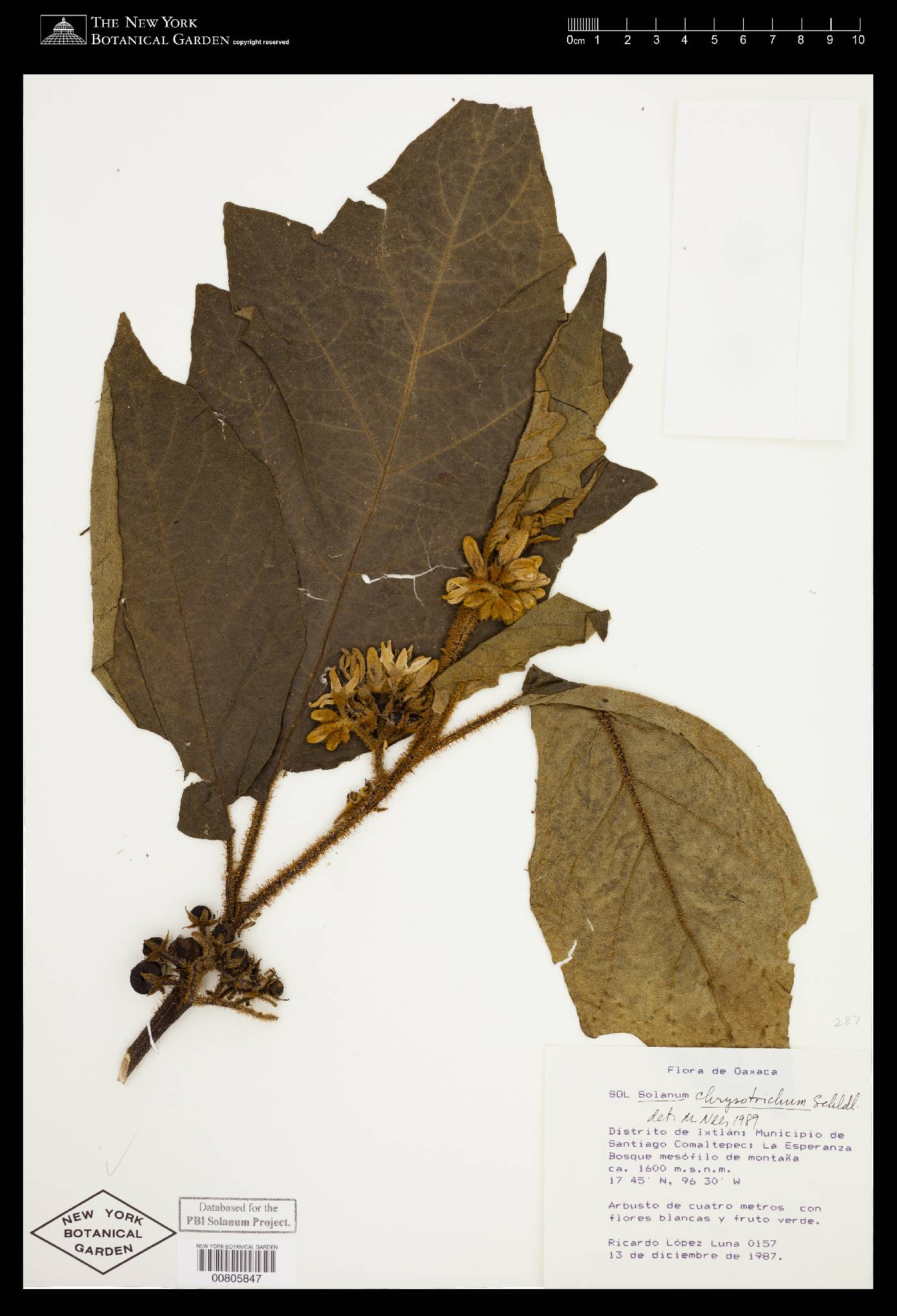 Solanum chrysotrichum image