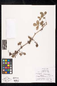 Bursera fagaroides image