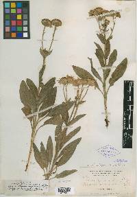 Arnica lanulosa image