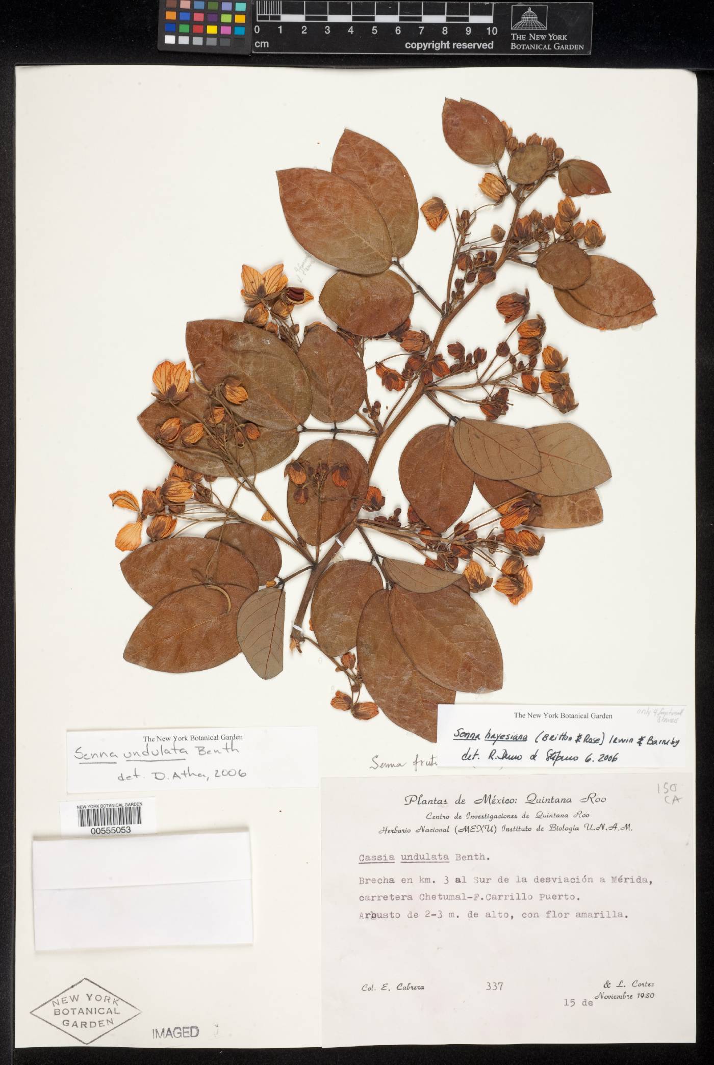Senna hayesiana image