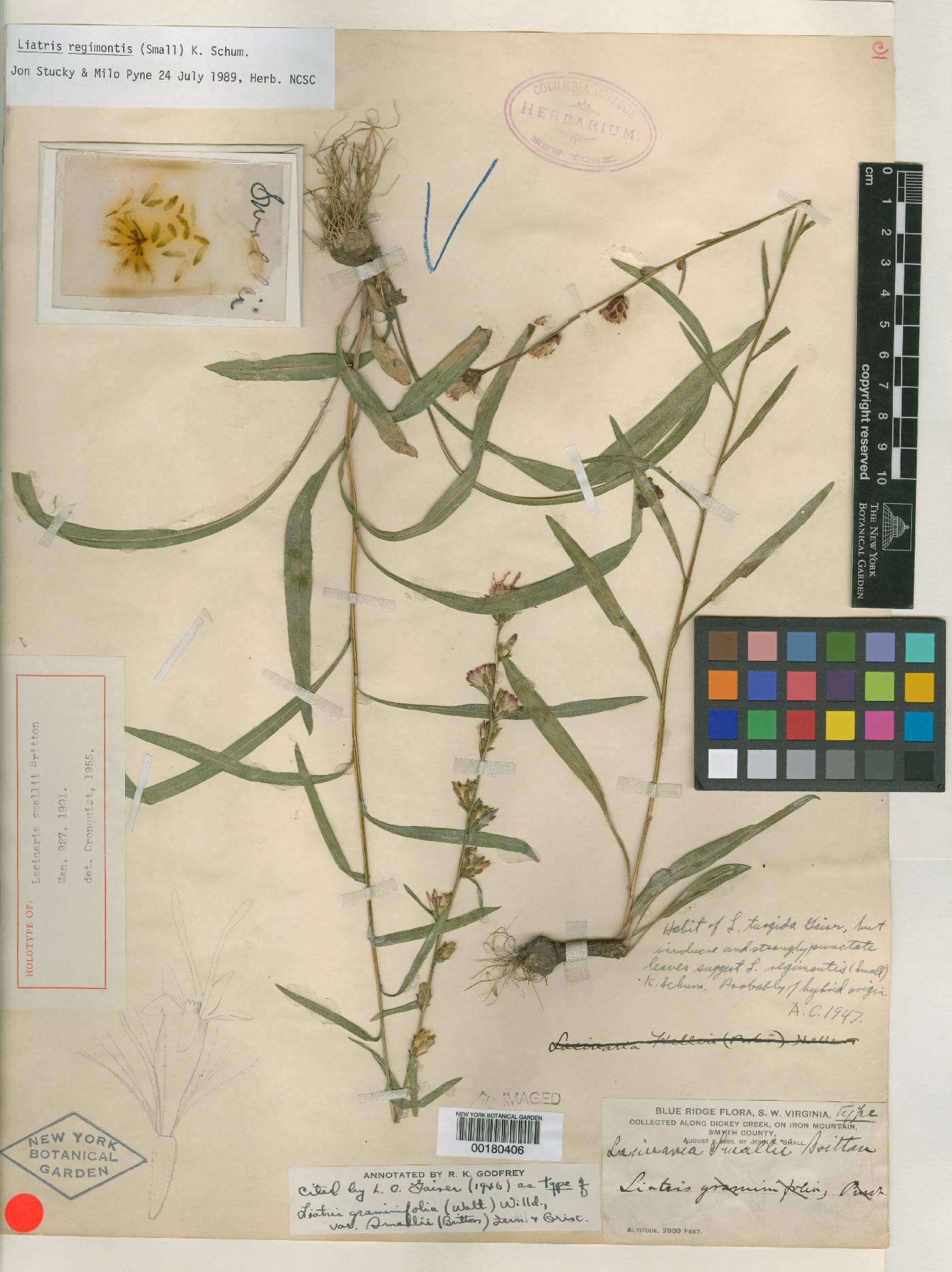 Lacinaria smallii image