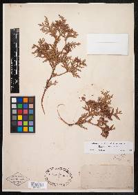 Thuja occidentalis image