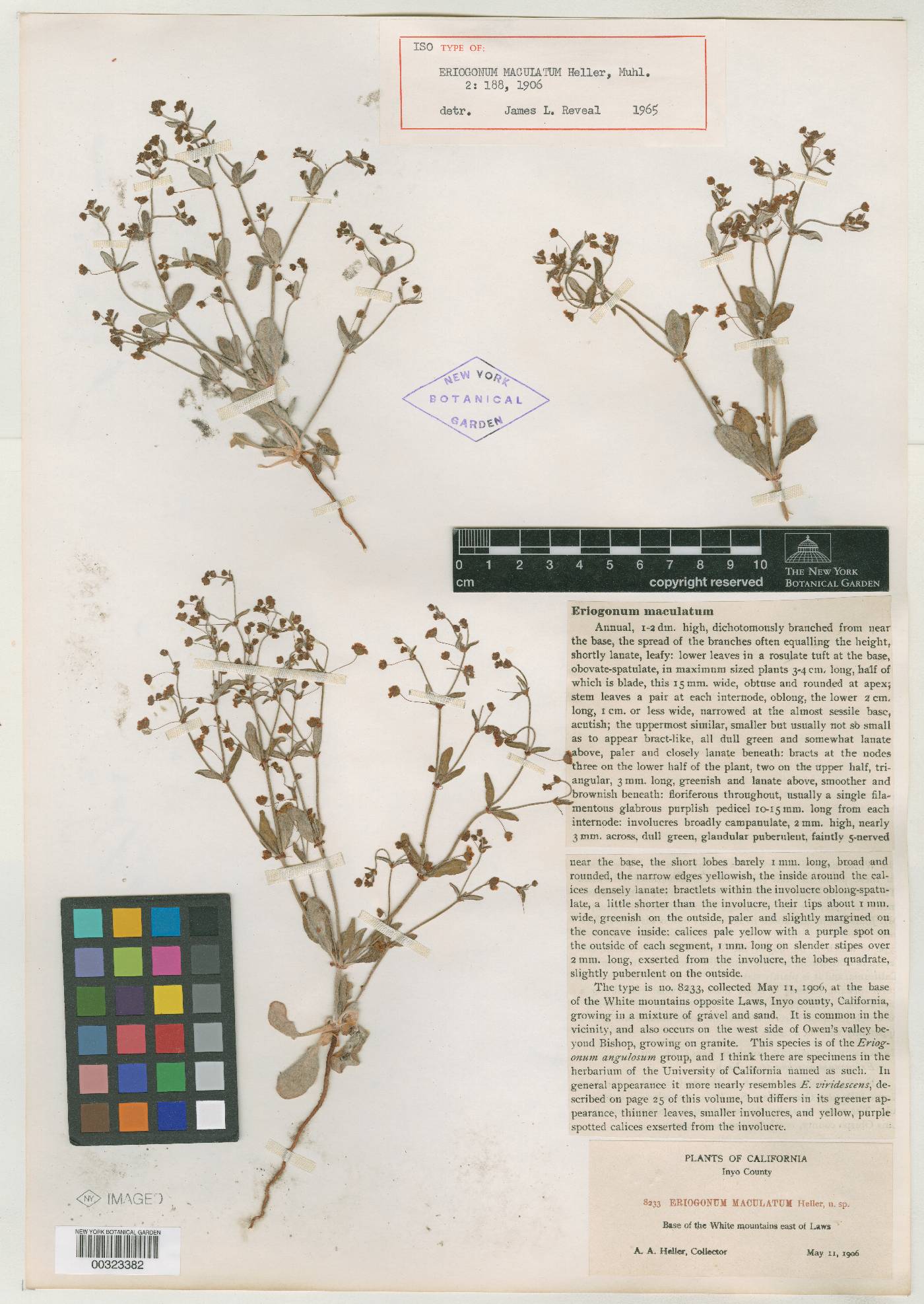 Eriogonum maculatum image