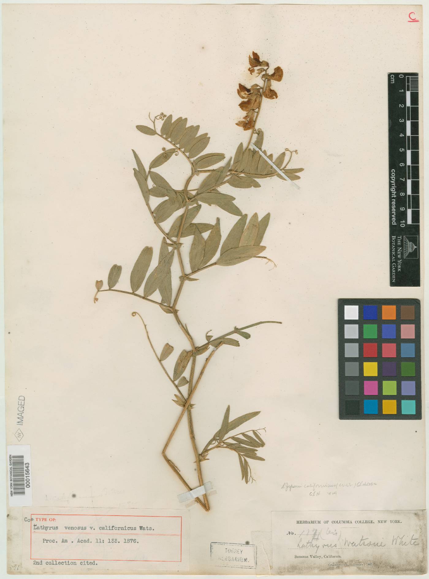 Lathyrus venosus var. californicus image