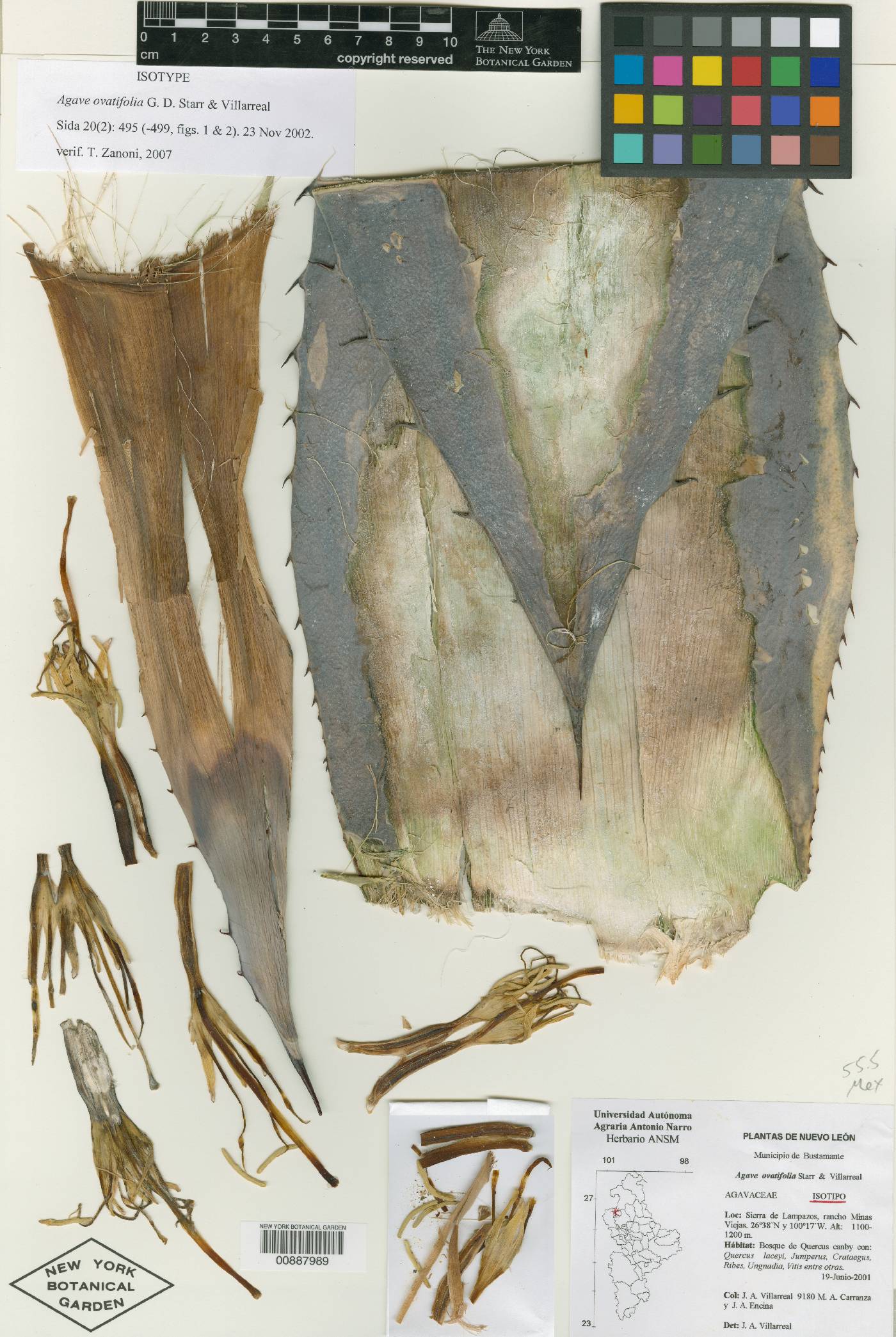 Agave ovatifolia image