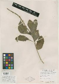 Stachytarpheta longiflora image