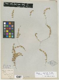 Drymaria xerophylla image