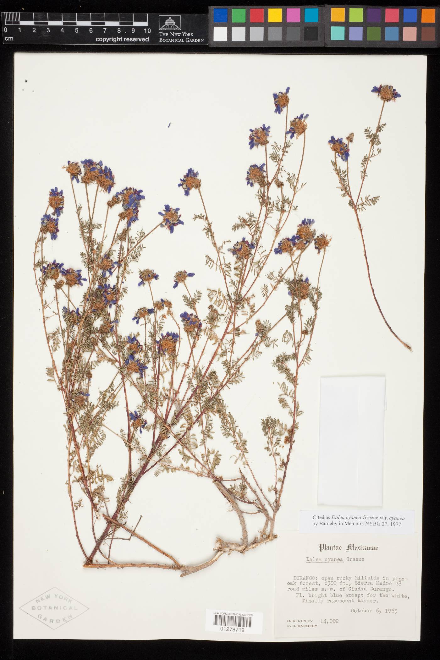 Dalea cyanea image