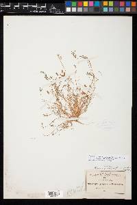 Astragalus quinqueflorus image