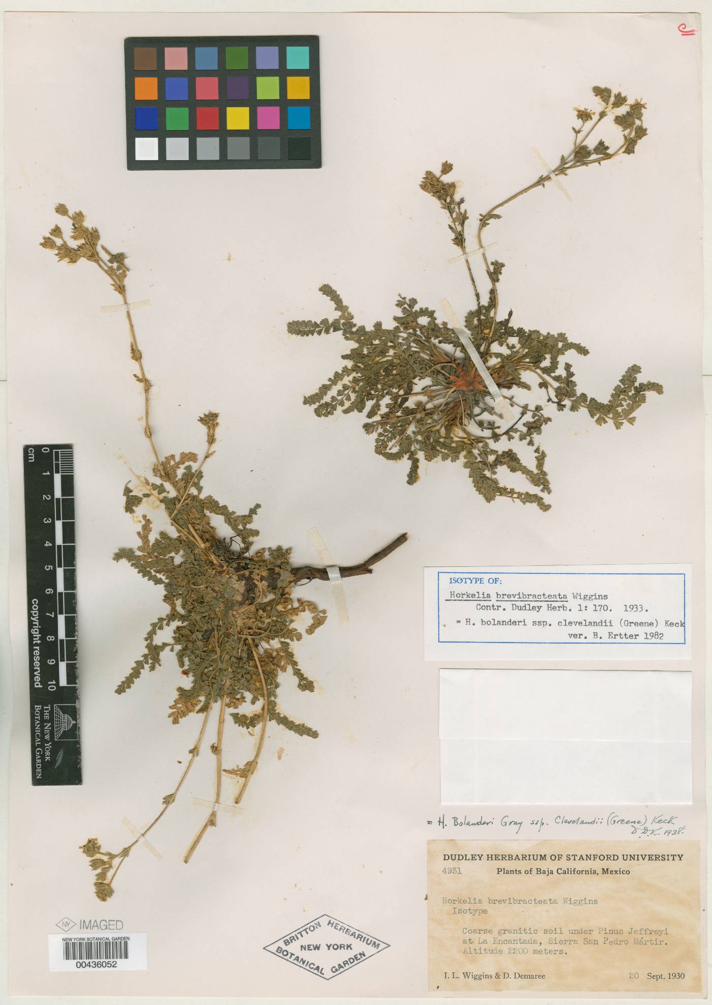 Horkelia californica var. brevibracteata image