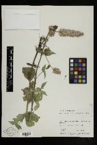 Agastache urticifolia image