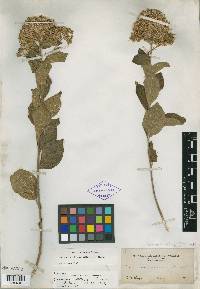Vernonia obtusa var. obtusa image