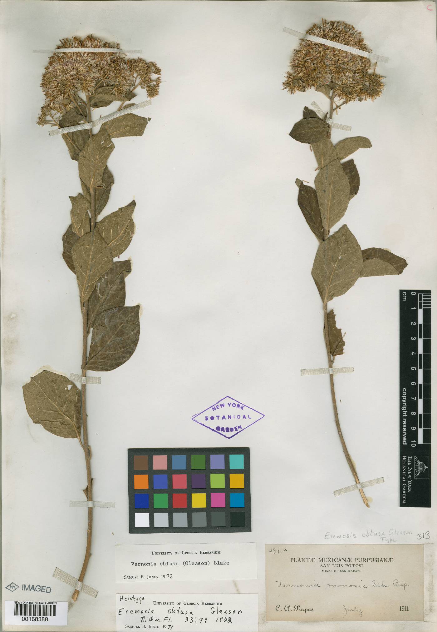 Vernonia obtusa image