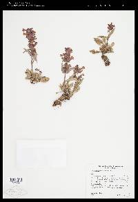 Penstemon calcareus image